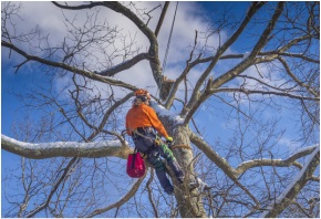 Image for TreeBien Tree Care with ID of: 1568907