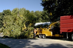 Image for TreeBien Tree Care with ID of: 1568915