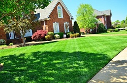 Image for We Do Lawns Orlando with ID of: 1569299