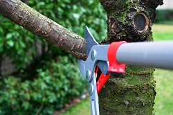 Image for Tree Service Fayetteville with ID of: 1569388