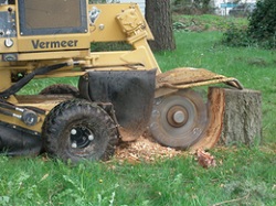 Image for Tree Service Fayetteville with ID of: 1569398