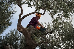 Image for Tree Service Fayetteville with ID of: 1569400