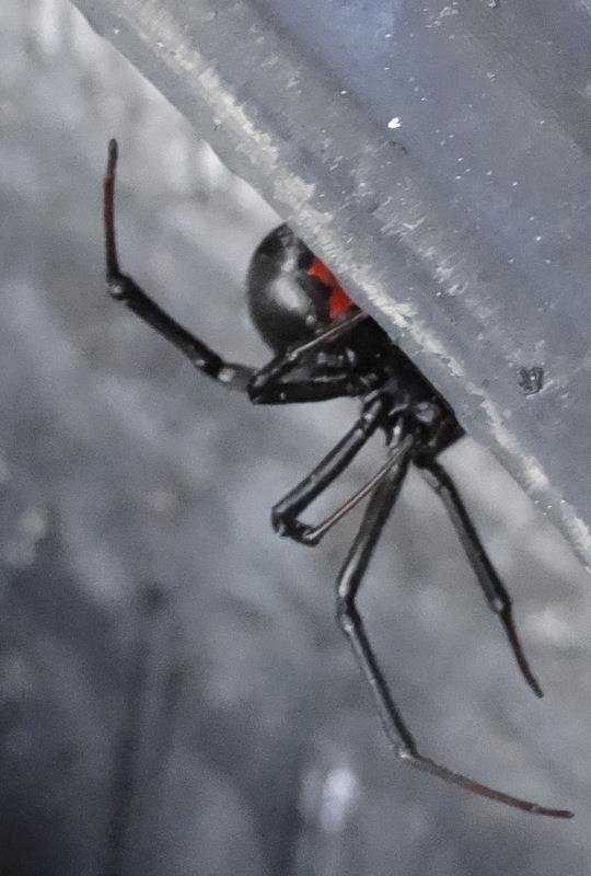Image for Bug Zapper Pest Control with ID of: 1574283