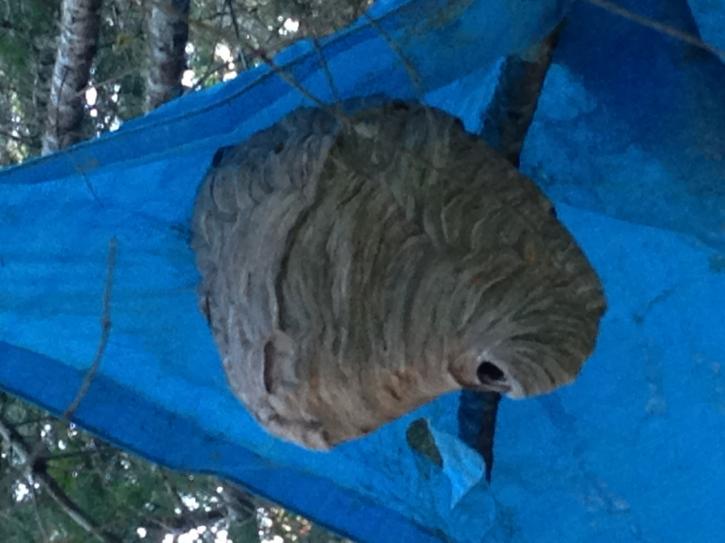 Image for Bug Zapper Pest Control with ID of: 1574287