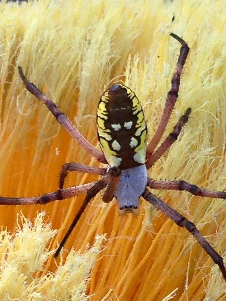 Image for Bug Zapper Pest Control with ID of: 1574290