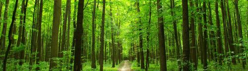 Image for Roth Forestry LLC with ID of: 1575814