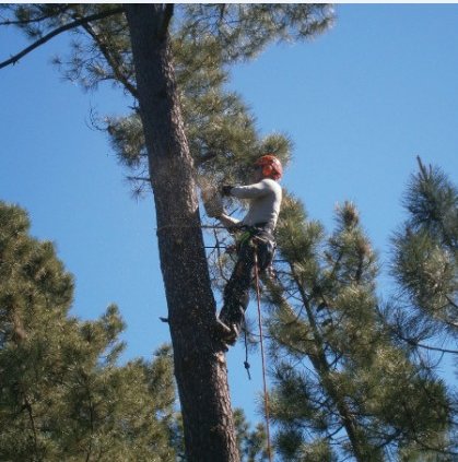 Image for Pearland Tree Service with ID of: 1575991
