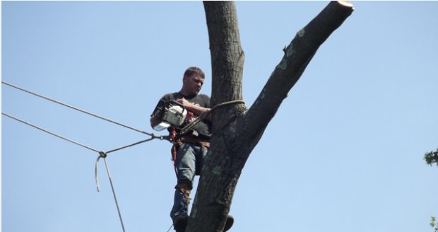 Image for Pearland Tree Service with ID of: 1575998