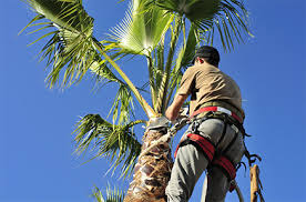 Image for Tree Service Guys with ID of: 1576221