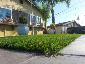 Image for Quality Synthetic Turf with ID of: 1576894