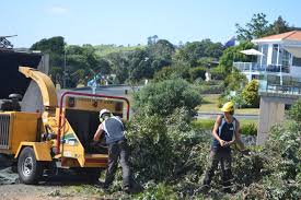 Image for Urban Tree Surgeons with ID of: 1579674