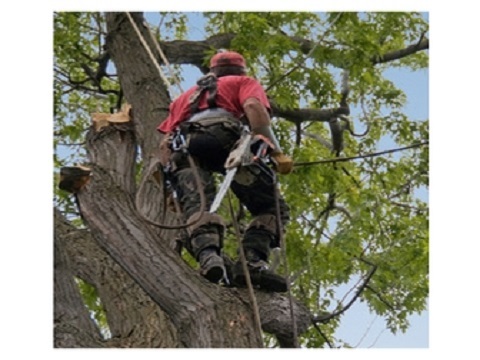 Image for JFL Tree Service with ID of: 1581121
