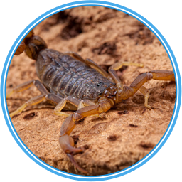 Image for Varsity Termite and Pest Control LLC with ID of: 1581370