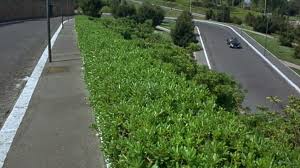 Image for Walkway Guys with ID of: 1585754