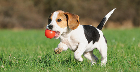 Image for San Diego Veterinary with ID of: 1587684