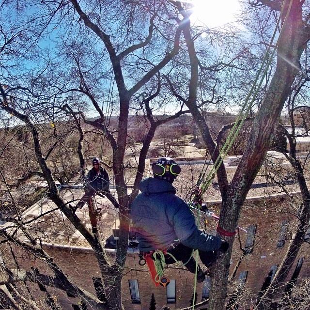 Image for The City Arborist with ID of: 1587885