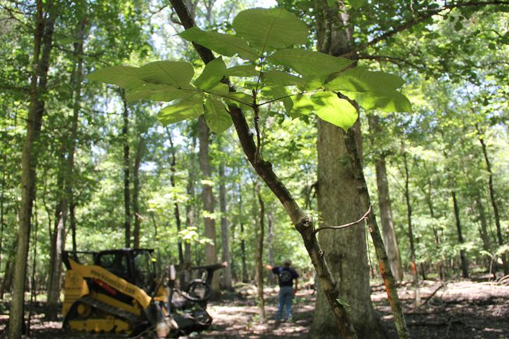 Image for Wellons Land and Timber Co. with ID of: 1588473