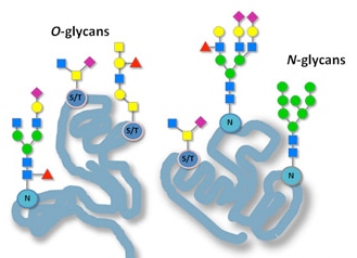 Image for Glycopeptides Synthesis with ID of: 1589034