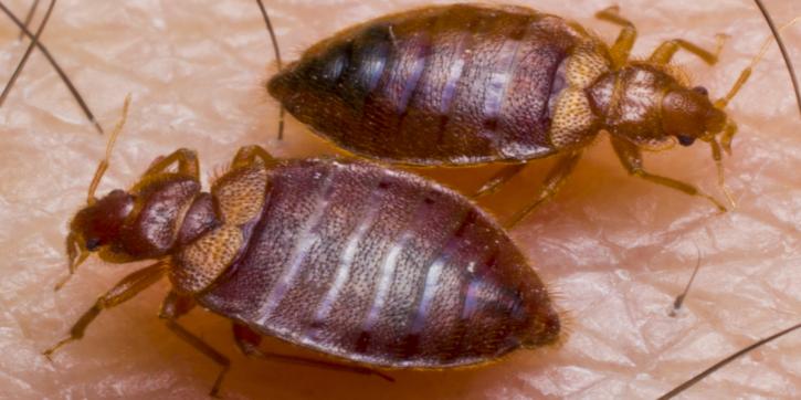 Image for OCP Termite & Pest Control New York Exterminator with ID of: 1589175