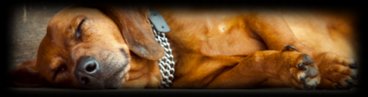 Image for Groves Veterinary Clinic with ID of: 1590441