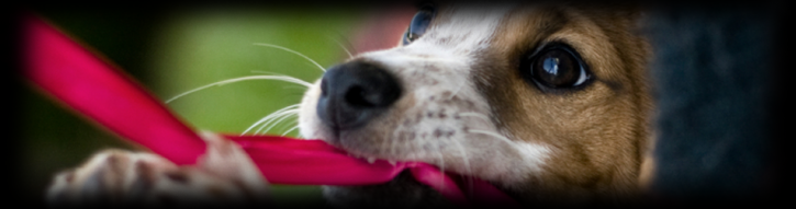 Image for Groves Veterinary Clinic with ID of: 1590442