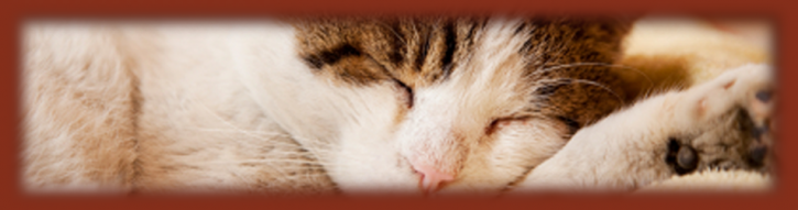 Image for Groves Veterinary Clinic with ID of: 1590444