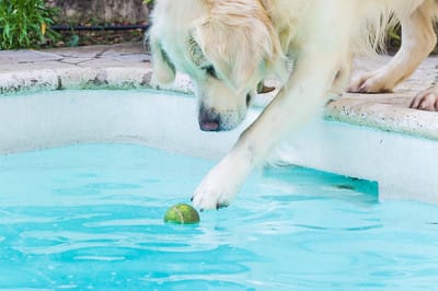 Image for Alaka'i Pool Deck with ID of: 1590869