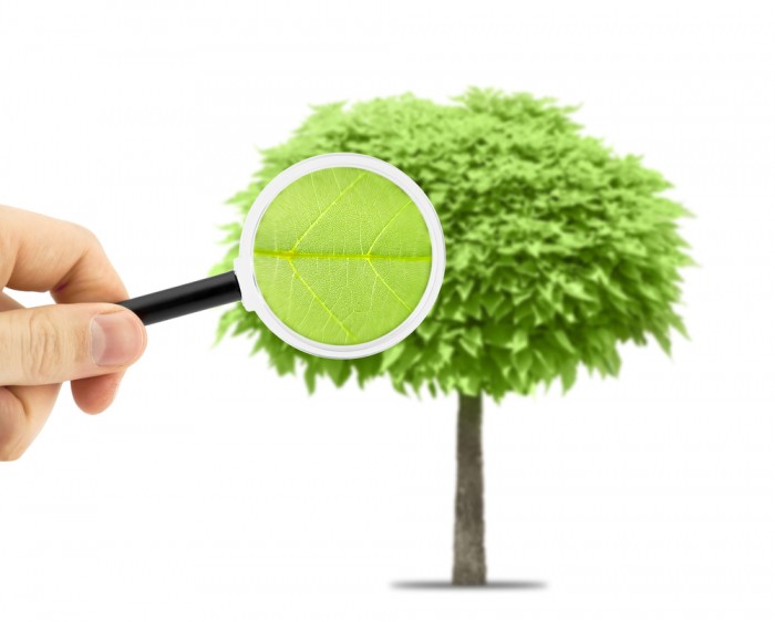 Image for Long Island Tree Care with ID of: 1592981