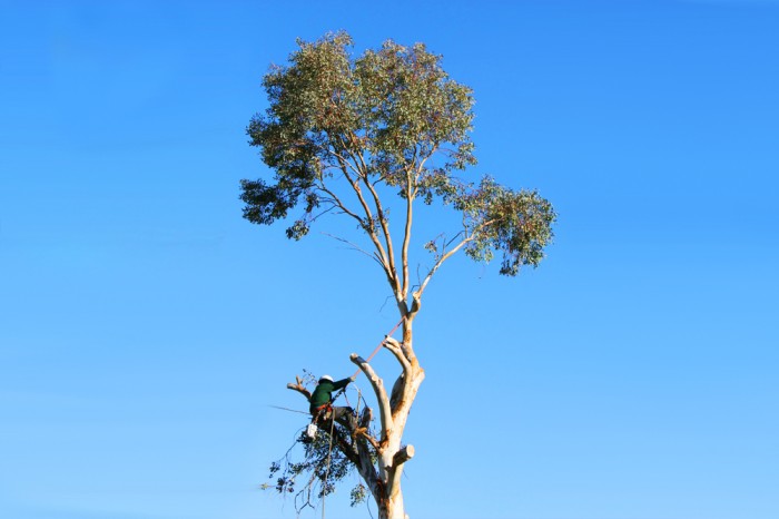 Image for Long Island Tree Care with ID of: 1592985