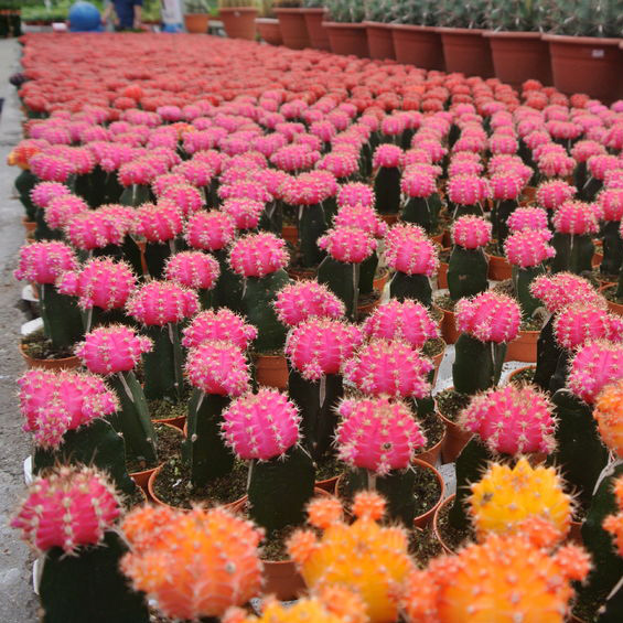 Image for Vanroot Growers with ID of: 1597737