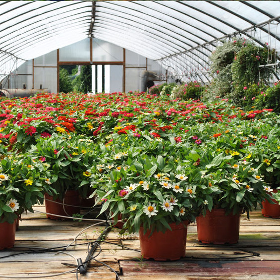 Image for Vanroot Growers with ID of: 1597738