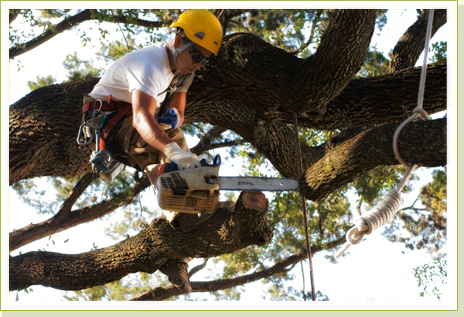 Image for Atlanta Tree Company with ID of: 1598212