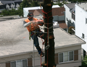 Image for Atlanta Tree Company with ID of: 1598213