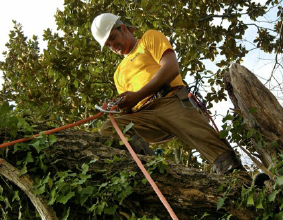 Image for Atlanta Tree Company with ID of: 1598214