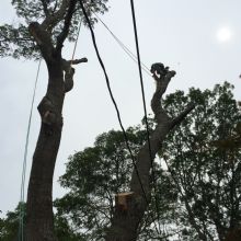 Image for DC Tree Service Inc. with ID of: 1604940