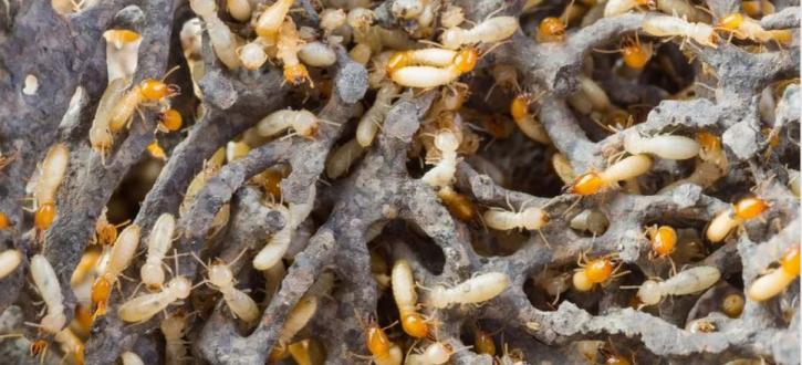 Image for Insight Pest Management with ID of: 1611383