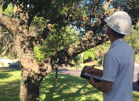 Image for Austin Arborist with ID of: 1612018