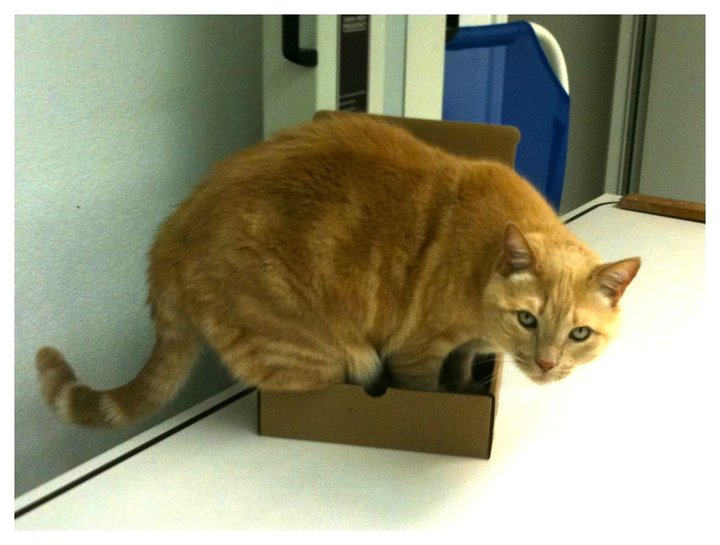 Image for Akaal Pet Hospital with ID of: 1612645