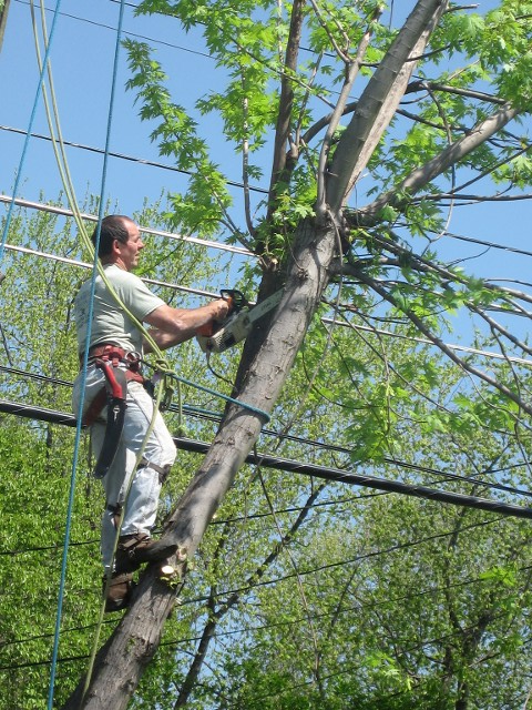 Image for Green Shadow Tree Service LLC with ID of: 1612674