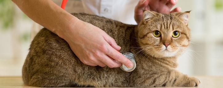 Image for Animal Emergency Clinic with ID of: 1614466