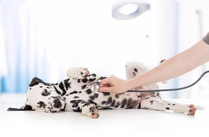 Image for Animal Emergency Clinic with ID of: 1614469