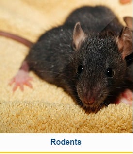 Image for Legacy Pest Control with ID of: 1617372