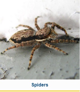 Image for Legacy Pest Control with ID of: 1617373
