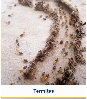 Image for Legacy Pest Control with ID of: 1617374
