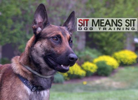 Image for Sit Means Sit South Denver with ID of: 1620345