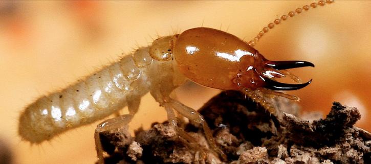 Image for Green Earth Exterminators with ID of: 1621691