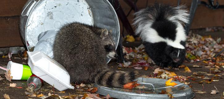 Image for Green Earth Exterminators with ID of: 1621692
