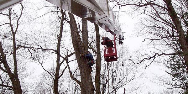 Image for Apache Tree Service with ID of: 1628161