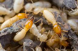 Image for Flea Control Guys with ID of: 1628309