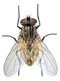 Image for Fly Control Guys with ID of: 1628562